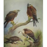 Thorburn [Archibald], 'British Birds', volumes 1 - 4 1916-1918 and supplement