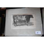 8 engravings of Bulls and Cows circa 1880