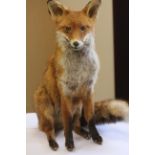 Taxidermy fox