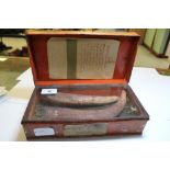 Pair of part fossilised Wild Boar tusks, discoloured red and mounted within red painted tin