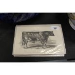 12 x Lithographs of Cows & Bulls 1891