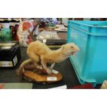 Taxidermy Ermine