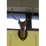 Mounted Stags Head