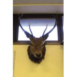 Mounted Stags Head