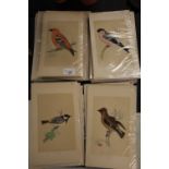 50 Hand-Coloured Engravings Morris' Birds 1851-1857