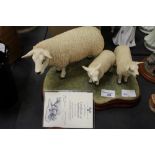 BFA Texel Ewe and Lambs