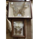 Two Small Cases of Moths one "The Worlds Largest Moth" and Two Smaller Moths in One Case