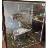 Taxidermy Study of a Bird of Prey with Pigeon Quarry in a Glass Case with Decorated Scene 24" x 22"