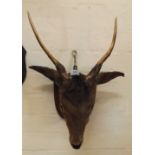 Small Preserved and Mounted Antelopes Head with Antlers