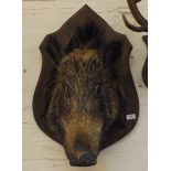 Preserved and Mounted Boars Head on Shield Shaped Plaque