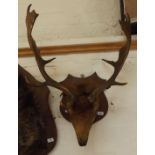 Preserved and Mounted Stags Head on Oak Wall Plaque with Large Antlers