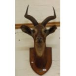 Preserved and Mounted Antelopes Head with Antlers with Brass Plaque reading "Presented to H