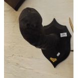 Preserved and Mounted Malformed Ox Horn, mounted as a hat rack