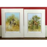 After David Shepherd, "Zebra mother and foal, Etosha" Both from editions of 850,signed and