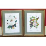 A pair of framed watercolours by Irene Middleton 53cm X 66cm depicting botanical studies