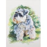 Neil Faulkner (b.1952), Portrait of a Miniature Schnauzer, signed, watercolour, 30.5 x 22.5cm, 12