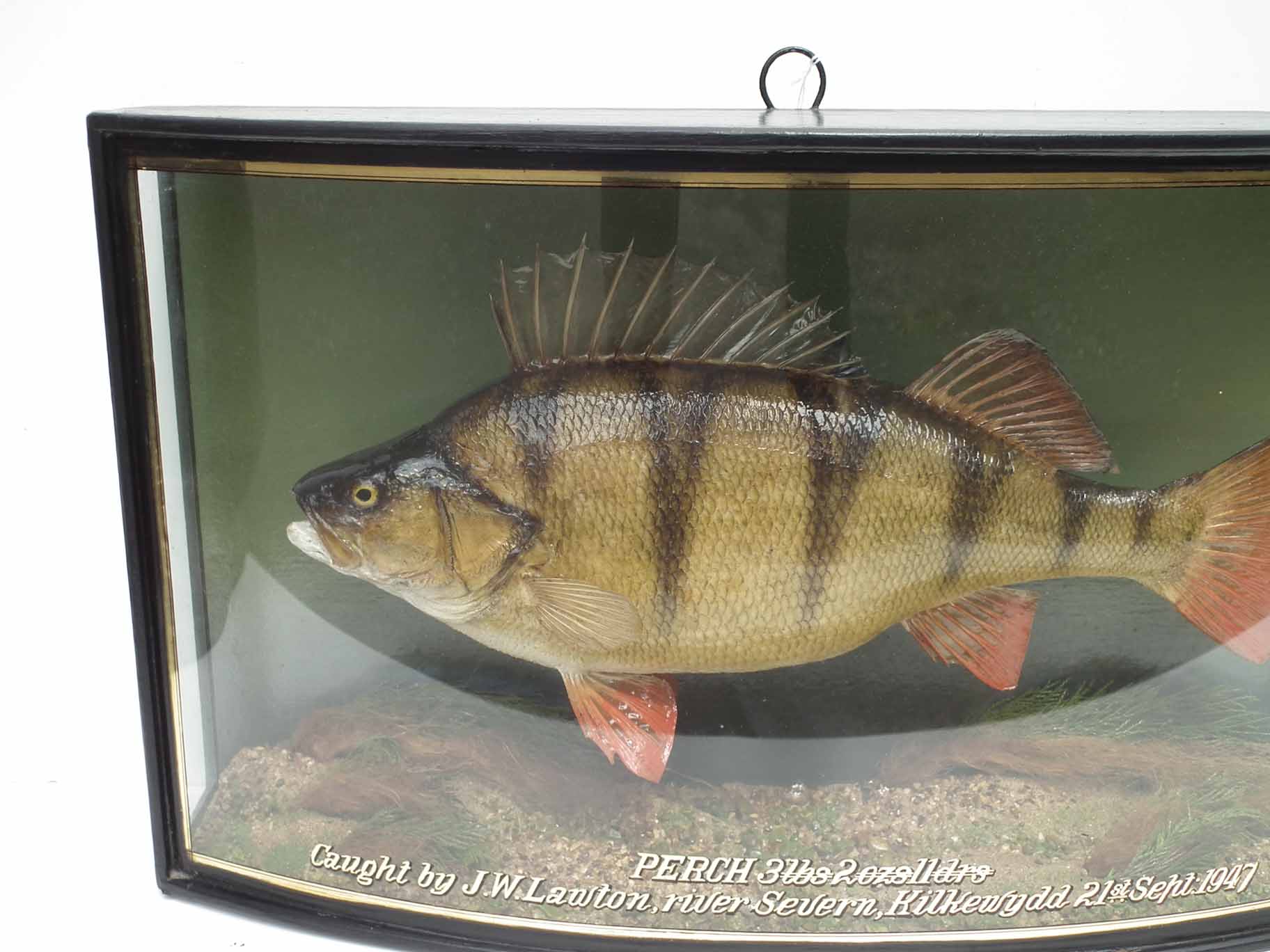 J. Cooper & Sons cased taxidermy Perch, the bow front reading "Perch, 3lbs 2ozs 11 drms, caught by - Image 2 of 5