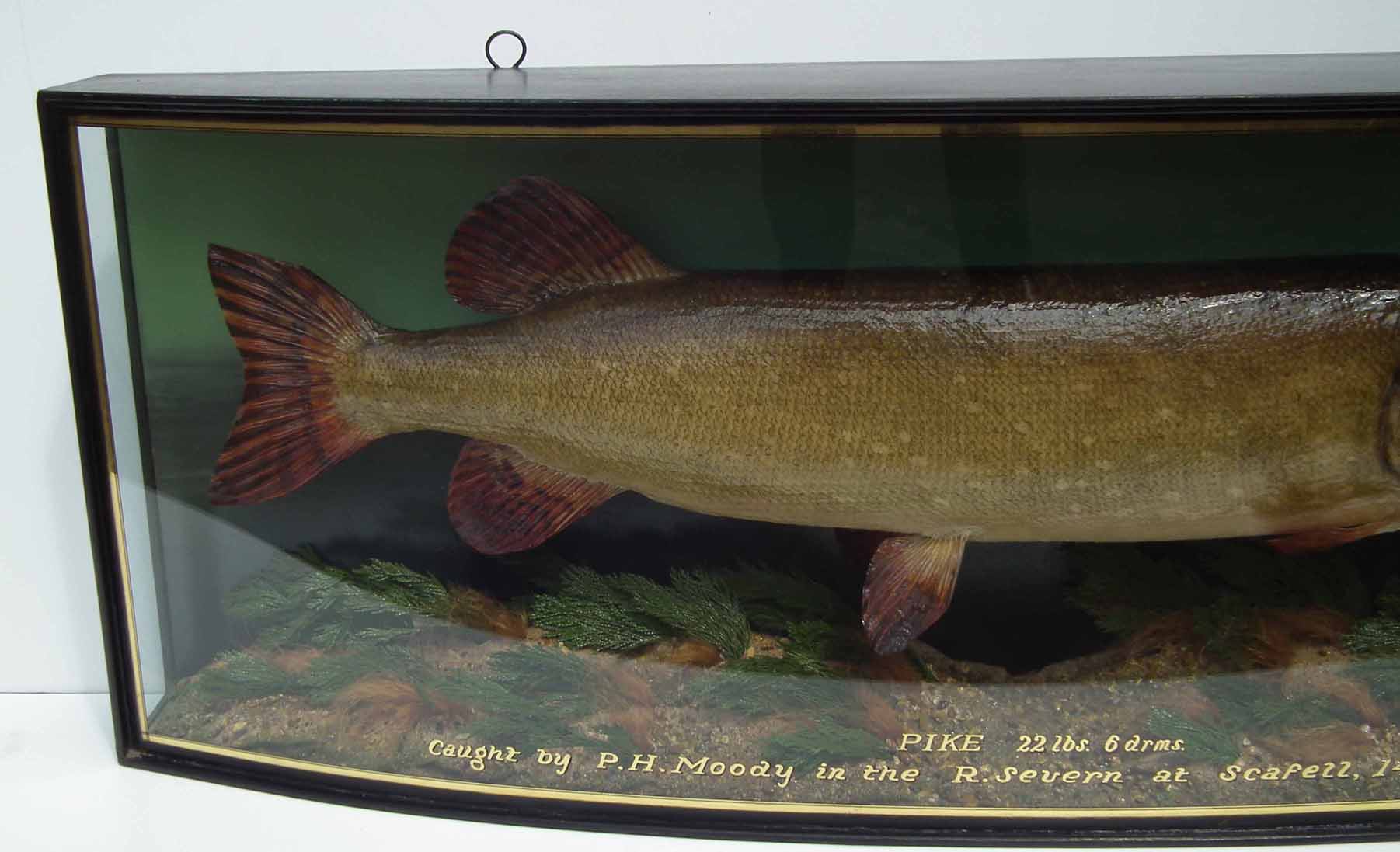 J. Cooper & Sons cased taxidermy Pike, the bow front reading "Pike 22lbs 6drms caught by P.H. - Image 3 of 6