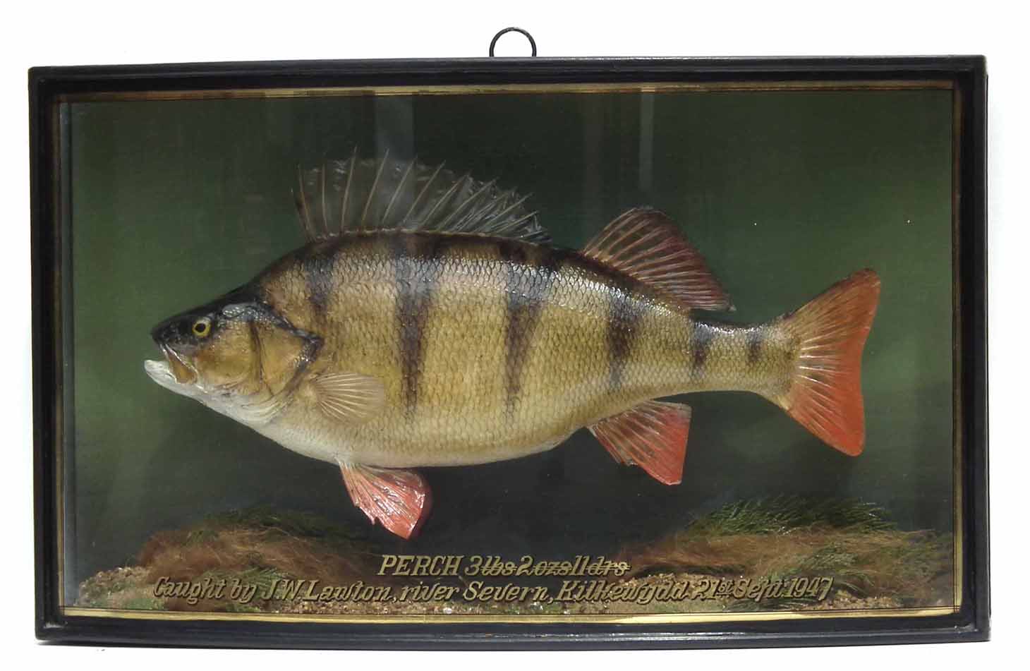 J. Cooper & Sons cased taxidermy Perch, the bow front reading "Perch, 3lbs 2ozs 11 drms, caught by