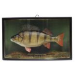 J. Cooper & Sons cased taxidermy Perch, the bow front reading "Perch, 3lbs 2ozs 11 drms, caught by