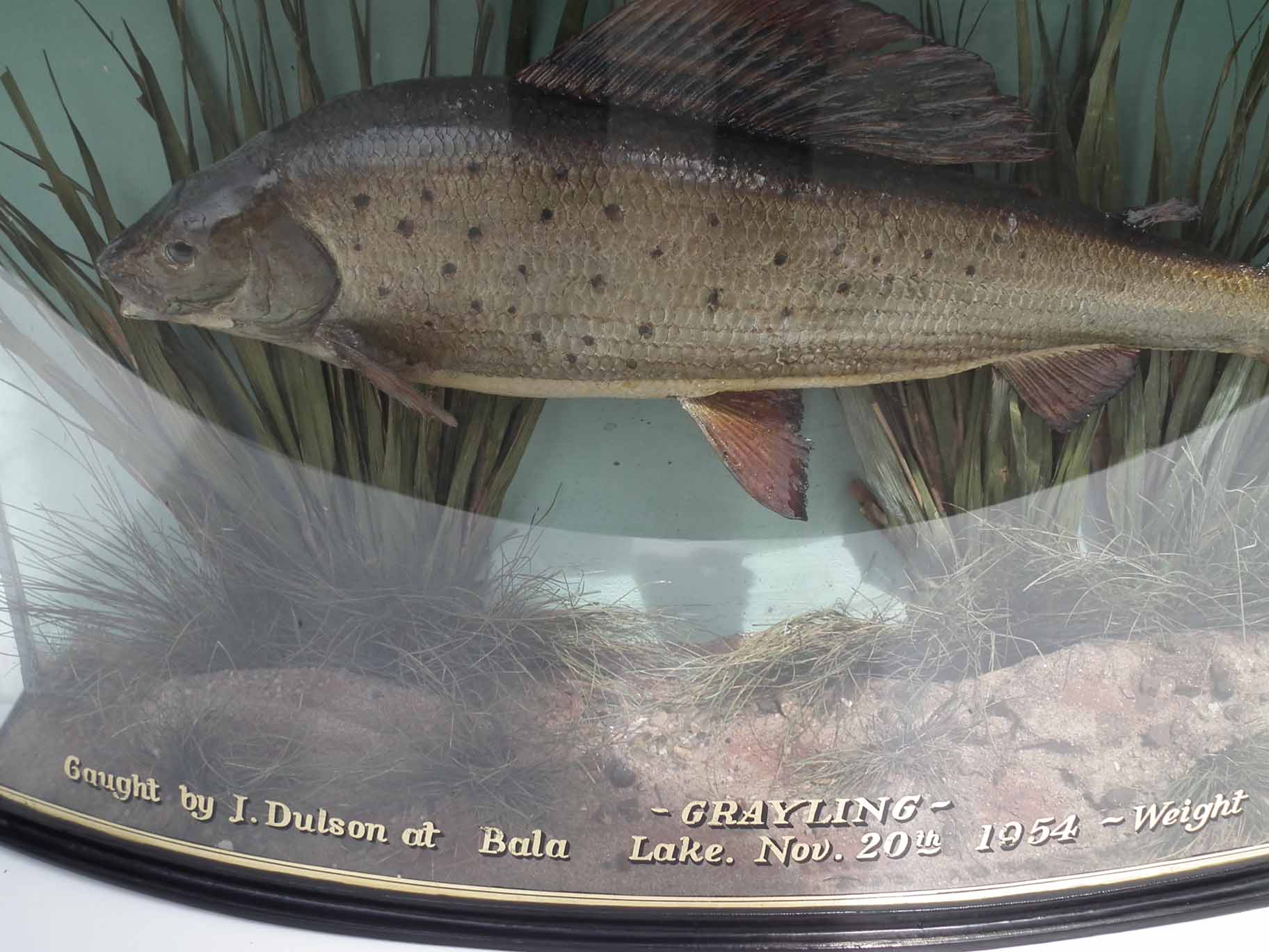 Cased taxidermy Grayling, the bow front reading "Grayling, caught by J. Dulson at Bala Lake, - Image 4 of 5