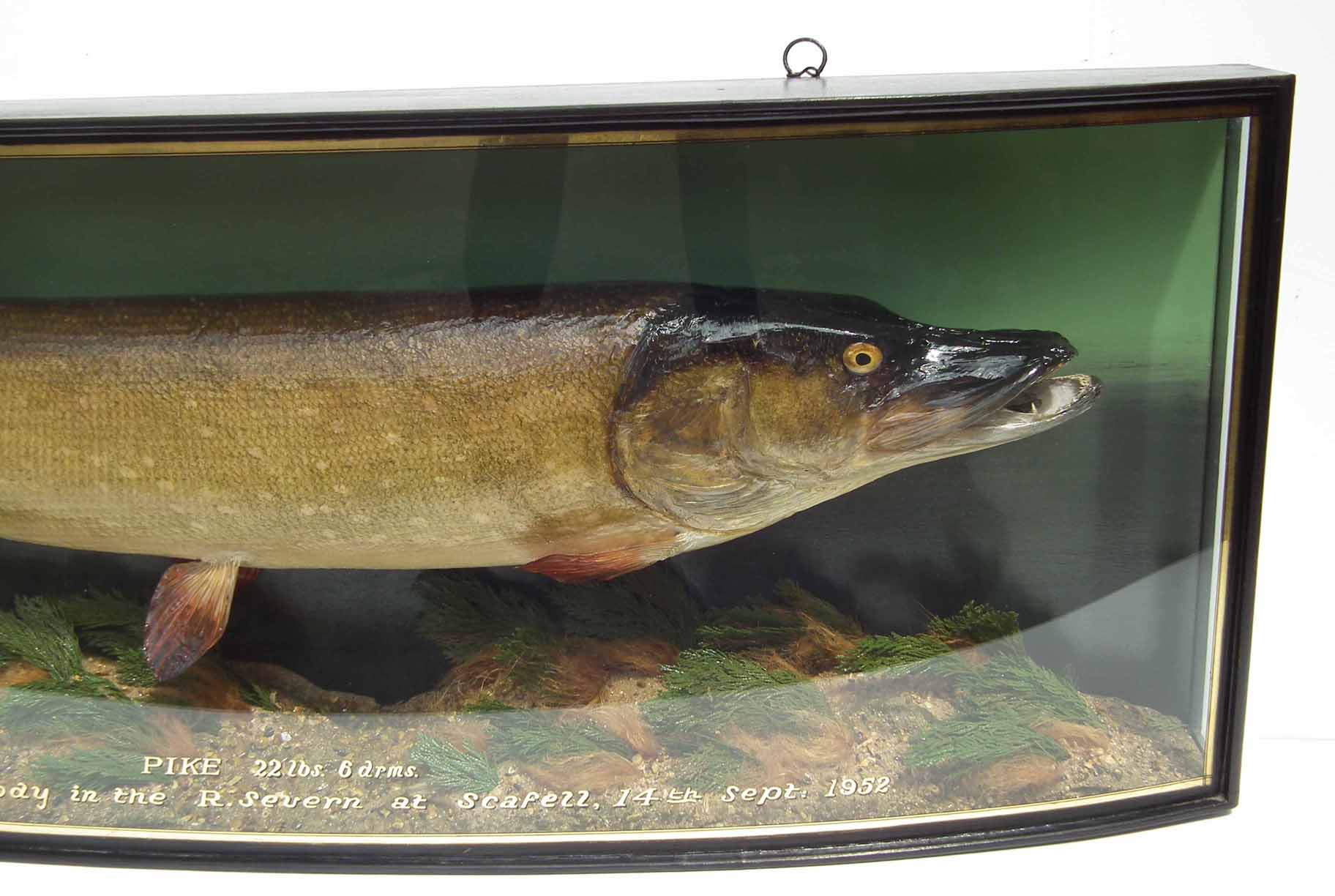 J. Cooper & Sons cased taxidermy Pike, the bow front reading "Pike 22lbs 6drms caught by P.H. - Image 2 of 6