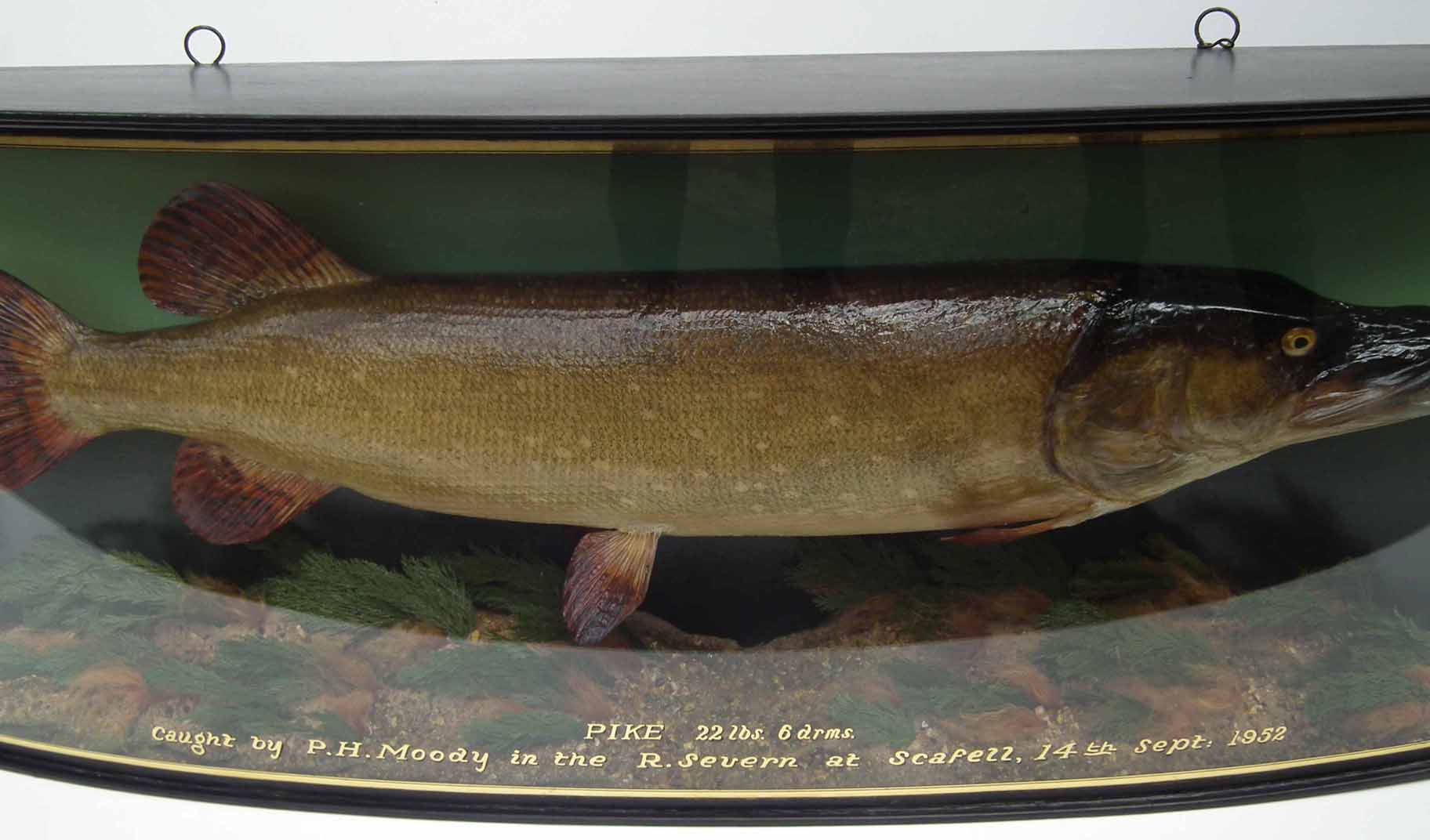 J. Cooper & Sons cased taxidermy Pike, the bow front reading "Pike 22lbs 6drms caught by P.H. - Image 4 of 6