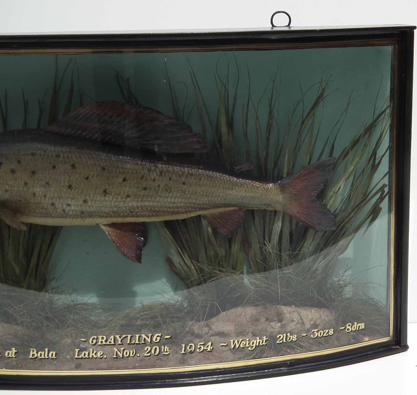 Cased taxidermy Grayling, the bow front reading "Grayling, caught by J. Dulson at Bala Lake, - Image 3 of 5