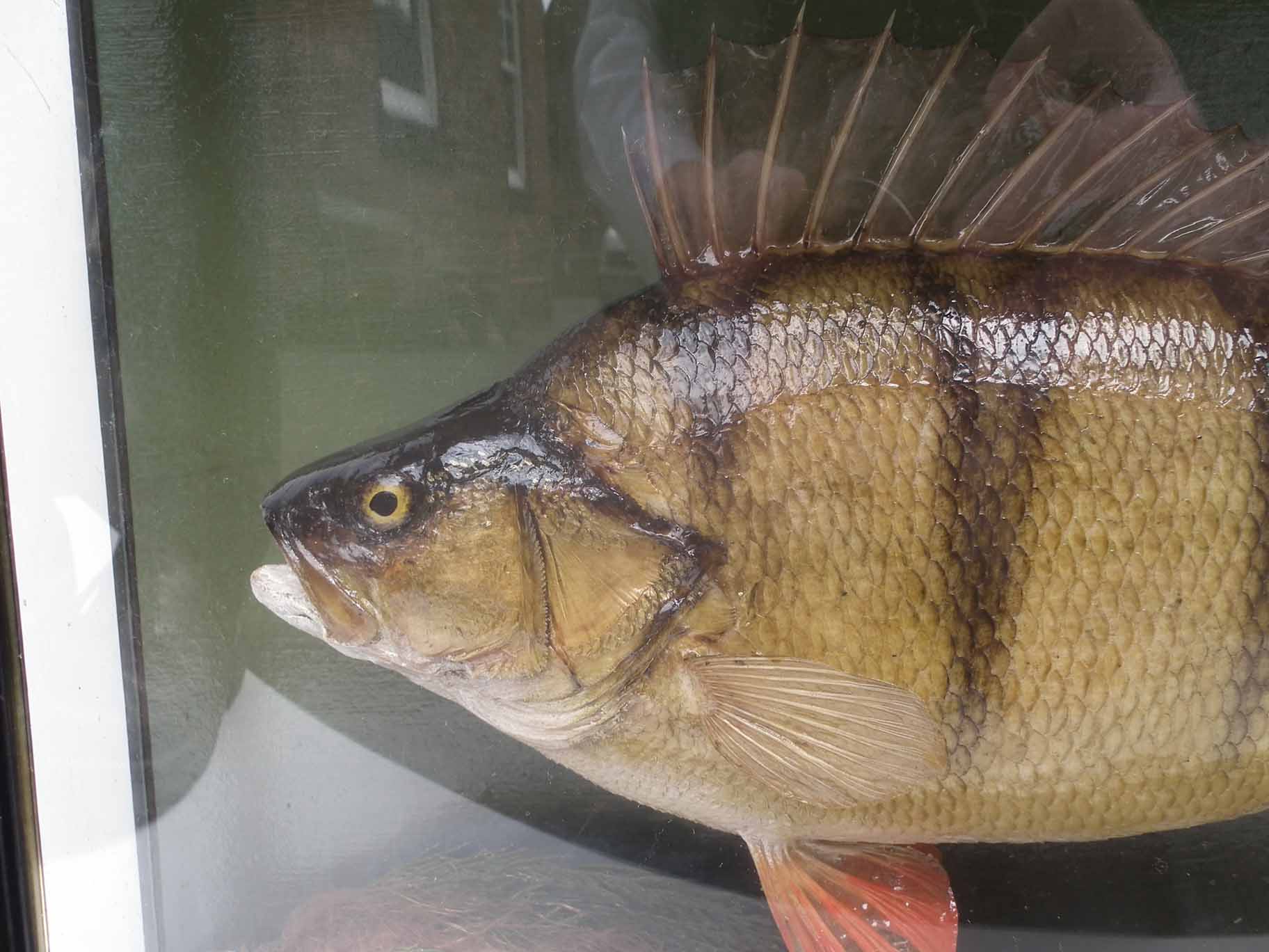 J. Cooper & Sons cased taxidermy Perch, the bow front reading "Perch, 3lbs 2ozs 11 drms, caught by - Image 3 of 5