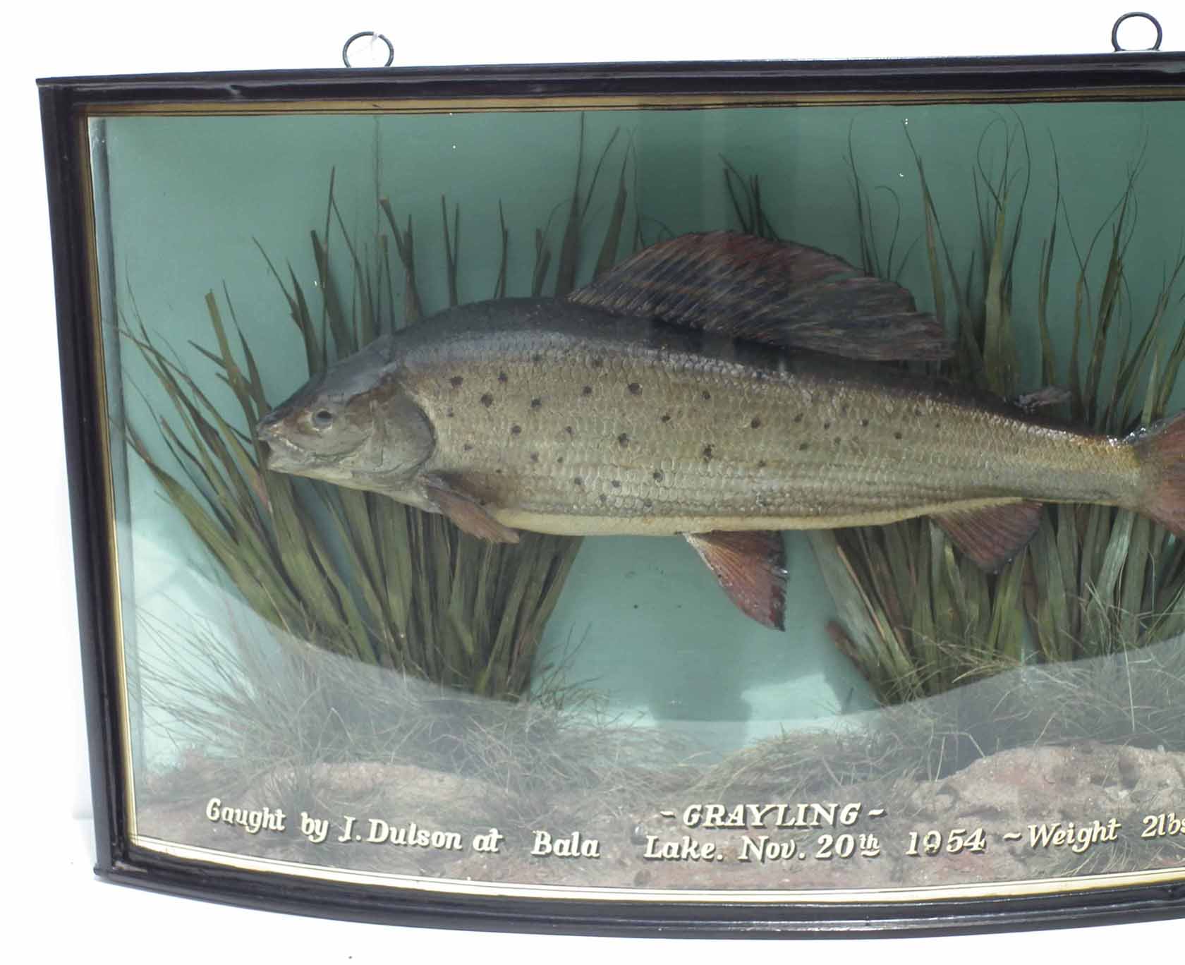 Cased taxidermy Grayling, the bow front reading "Grayling, caught by J. Dulson at Bala Lake, - Image 2 of 5