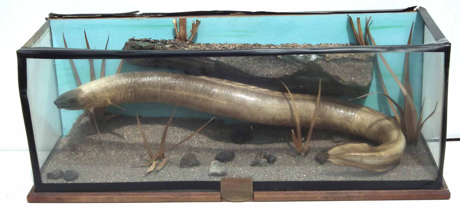 Cased Taxidermy Eel, flat front (no top) plaque reading "Caught by R. Shephard at Bolesworth Castle, - Image 2 of 6