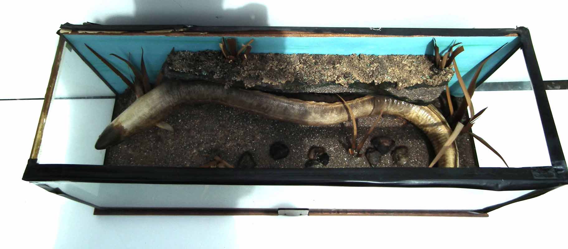 Cased Taxidermy Eel, flat front (no top) plaque reading "Caught by R. Shephard at Bolesworth Castle, - Image 3 of 6