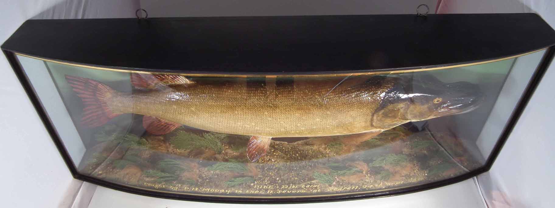 J. Cooper & Sons cased taxidermy Pike, the bow front reading "Pike 22lbs 6drms caught by P.H. - Image 6 of 6