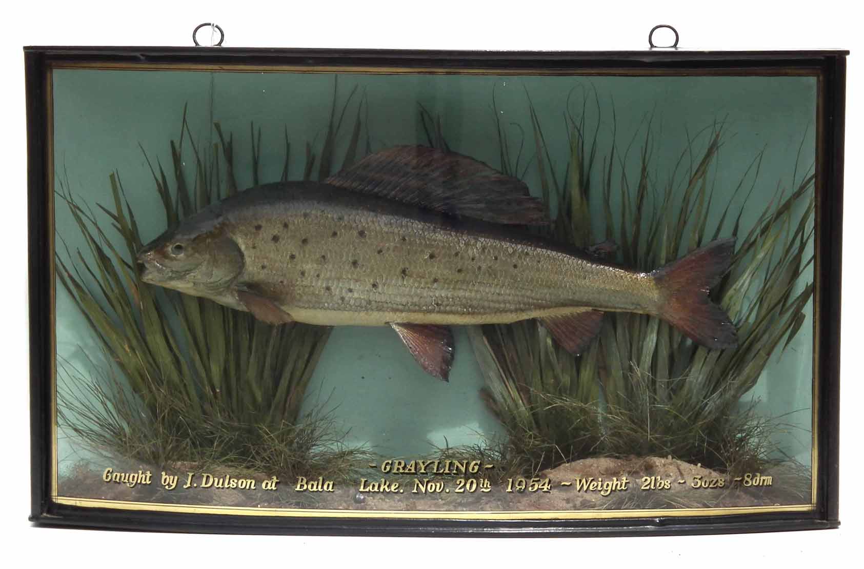 Cased taxidermy Grayling, the bow front reading "Grayling, caught by J. Dulson at Bala Lake,