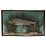 Cased taxidermy Grayling, the bow front reading "Grayling, caught by J. Dulson at Bala Lake,