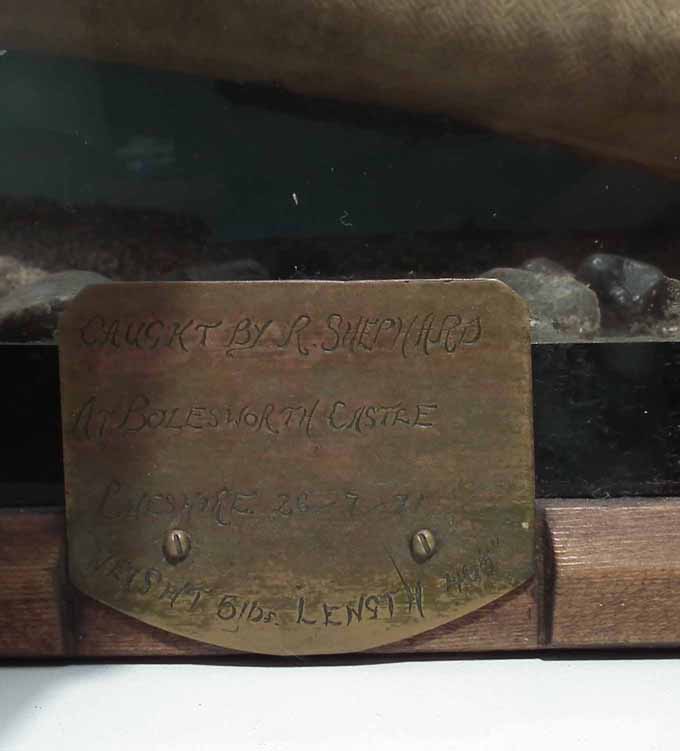 Cased Taxidermy Eel, flat front (no top) plaque reading "Caught by R. Shephard at Bolesworth Castle, - Image 4 of 6