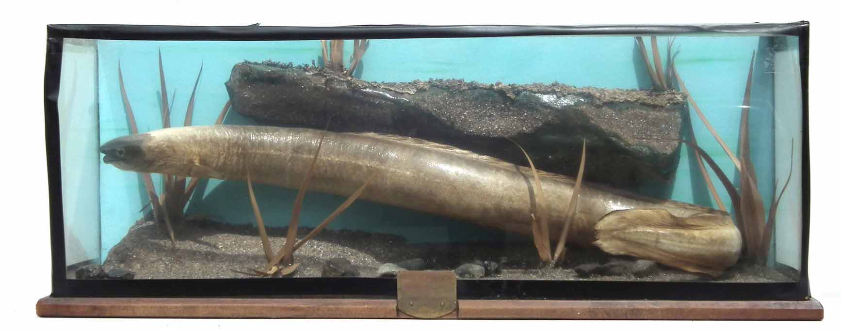 Cased Taxidermy Eel, flat front (no top) plaque reading "Caught by R. Shephard at Bolesworth Castle,