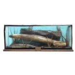 Cased Taxidermy Eel, flat front (no top) plaque reading "Caught by R. Shephard at Bolesworth Castle,