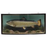 J. Cooper & Sons cased taxidermy brown Trout, the bow front reading "Trout, 4lbs 12ozs.1drm,