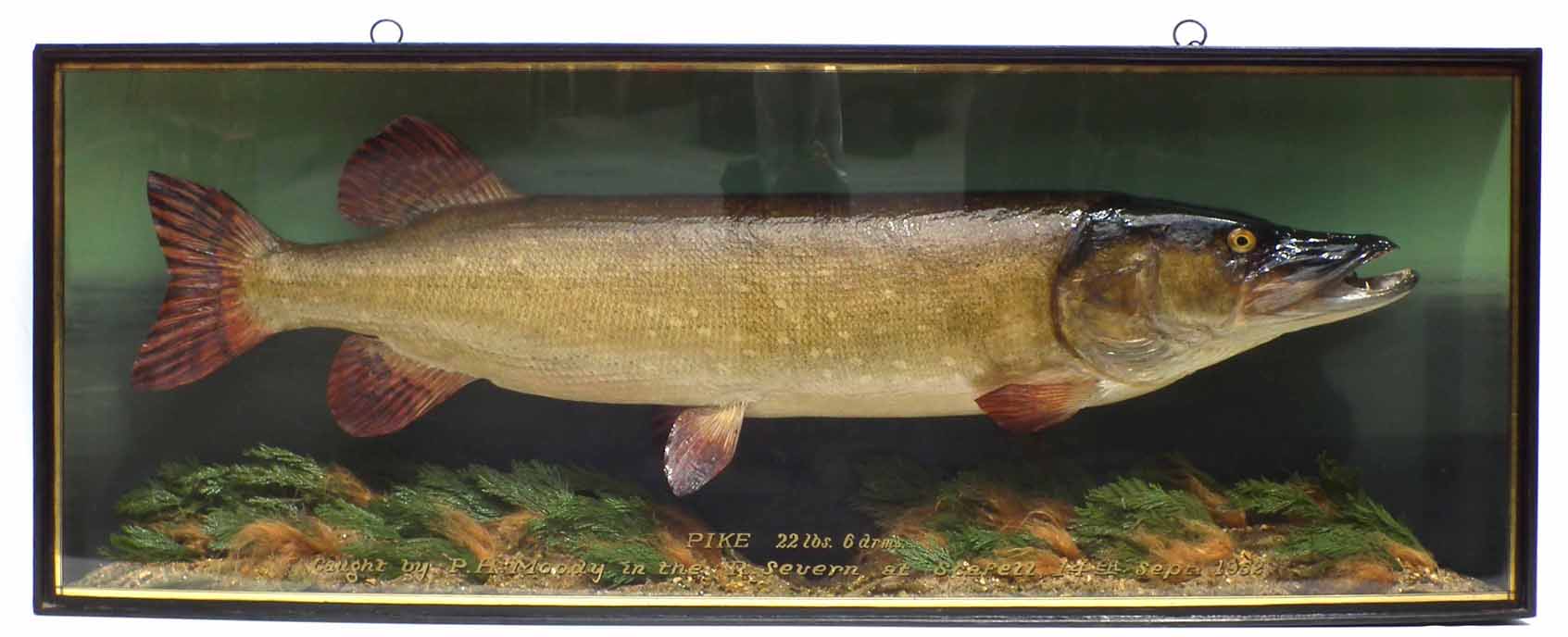 J. Cooper & Sons cased taxidermy Pike, the bow front reading "Pike 22lbs 6drms caught by P.H.