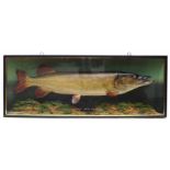 J. Cooper & Sons cased taxidermy Pike, the bow front reading "Pike 22lbs 6drms caught by P.H.