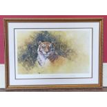 After David Shepherd-"Working Sketch For A Painting Of A Tiger"- Signed limited edition print