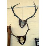 Two pairs of red stag mounted horns, Corrie Glen Isle of Arran (1981) and Laggan Hill (1980).