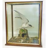 Cased juvenile common tern. Condition reports are not available for our Interiors Sale.