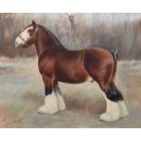 Margaret Wynn, 19th/20th century, Portrait of a Shire horse - "Coleshill Draughtsman 31334",