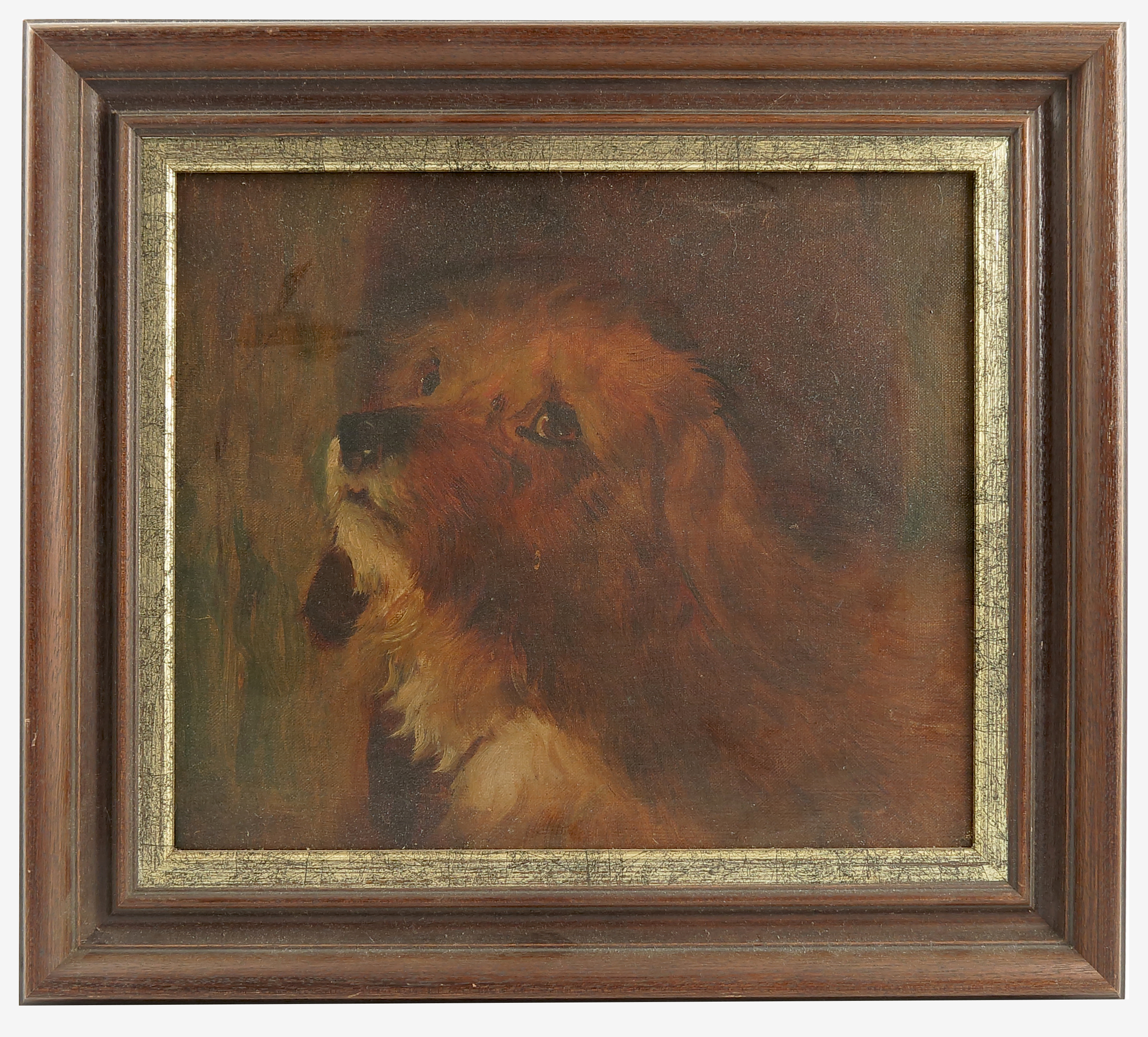 An English school, oil on canvas, study of a dog's head, 11.5ins x 13.