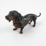 A cold painted bronze model, of a dachshund,