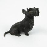 A cold painted bronze model, of a black Scottish Terrier seated, height 3.