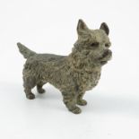 A cold painted bronze model, of Cairn Terrier, height 2.