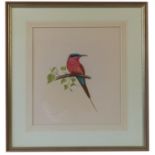 Andrew Cooper, two watercolours, crimson bee eaters, 14.25ins x 12ins and 14ins x 11ins